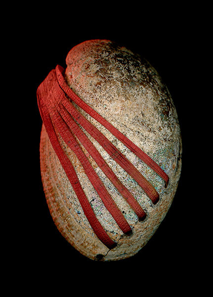 Musa